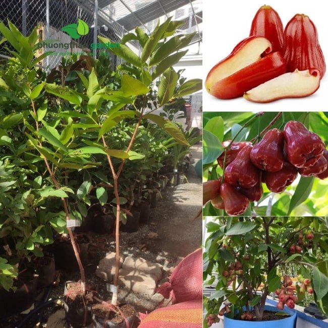 Cây giống mận An Phước