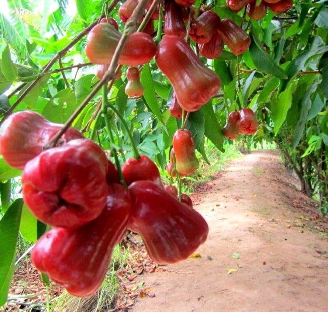 thời gian ra trái của mận an Phước