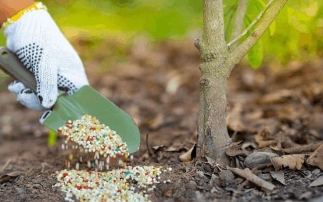 Bón phân cho cây mận An Phước