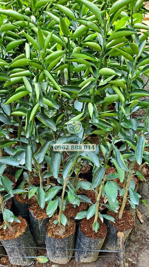 Cây giống cam sành Phúc An cung cấp