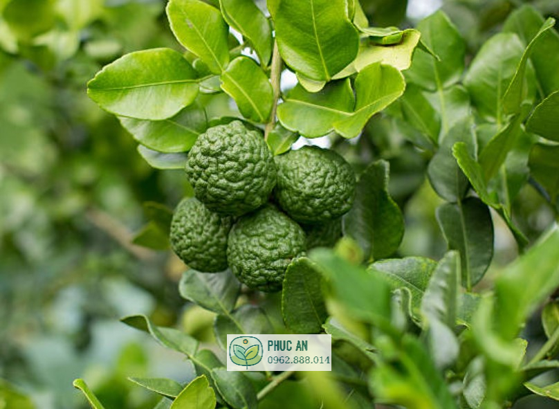 Cây giống chanh chúc (chanh Thái) 21 1 chùm chanh chúc có 3-5 trái