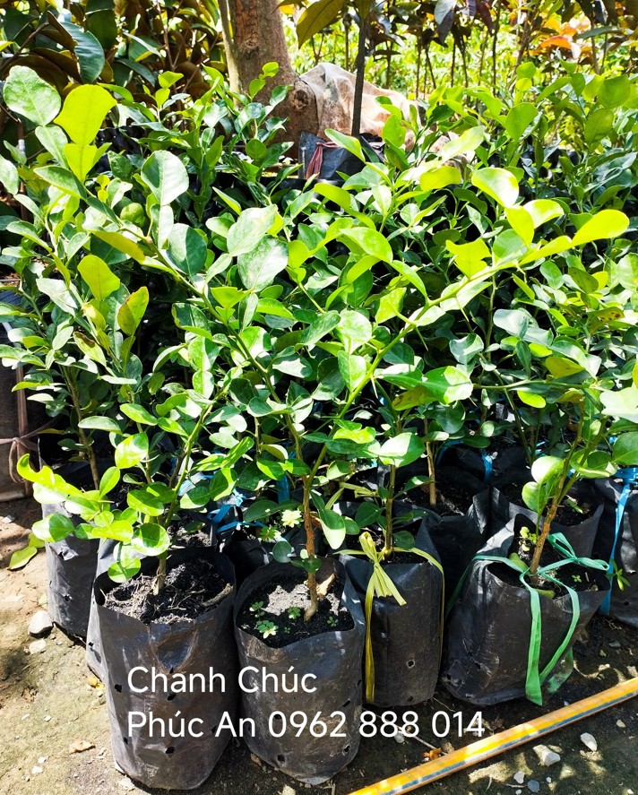 Cây giống chanh chúc (chanh Thái) 23 Cây giống chanh chúc An Giang chuẩn giống vùng Bảy Núi tại Phúc A