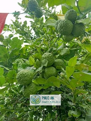 Cây giống chanh chúc (chanh Thái) 22 Cận cảnh chùm trái chanh chúc