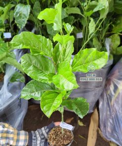 Cây giống chanh dây vàng ngọt hương ổi