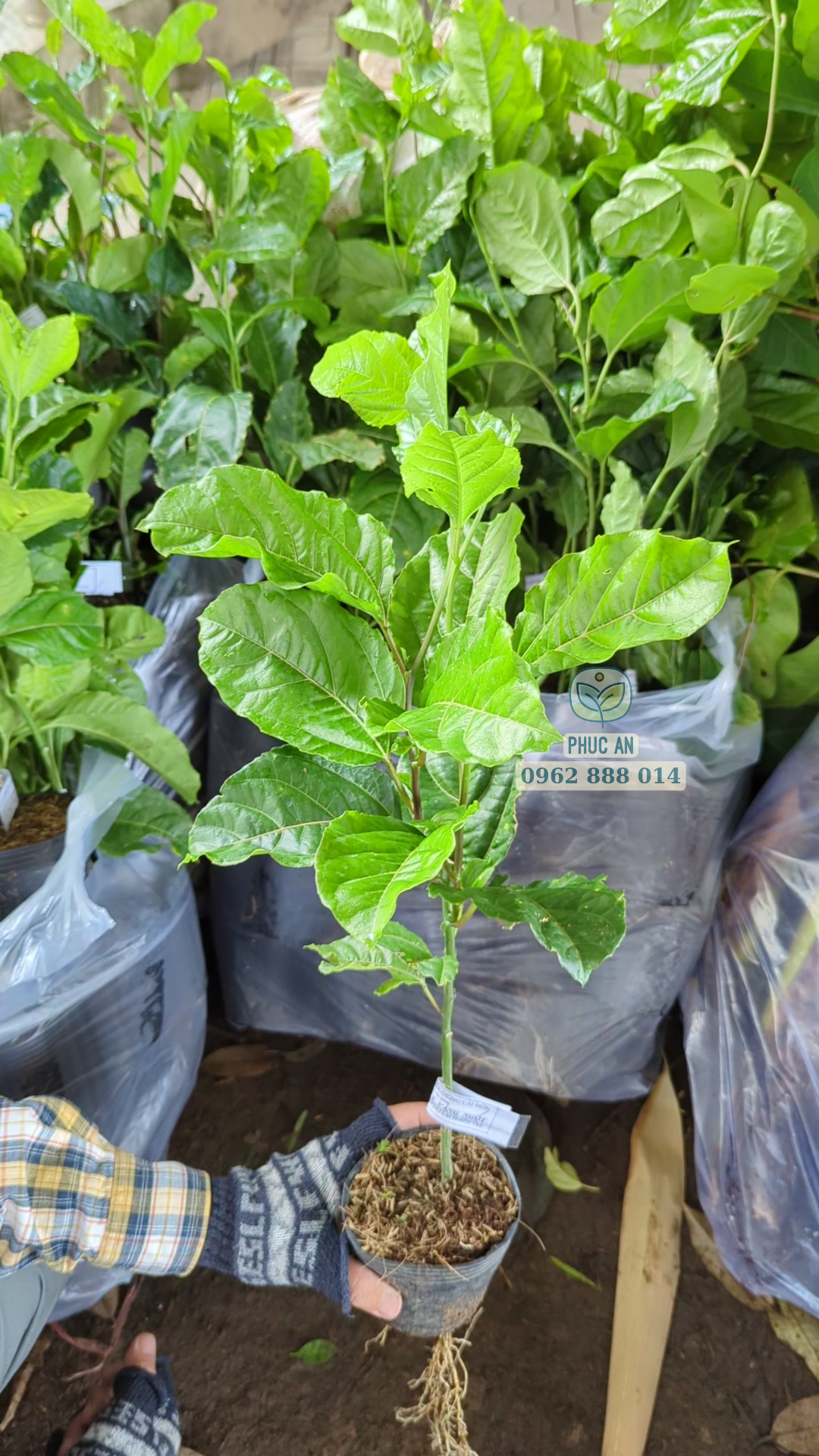 Cây giống chanh dây vàng ngọt Phúc An cung cấp