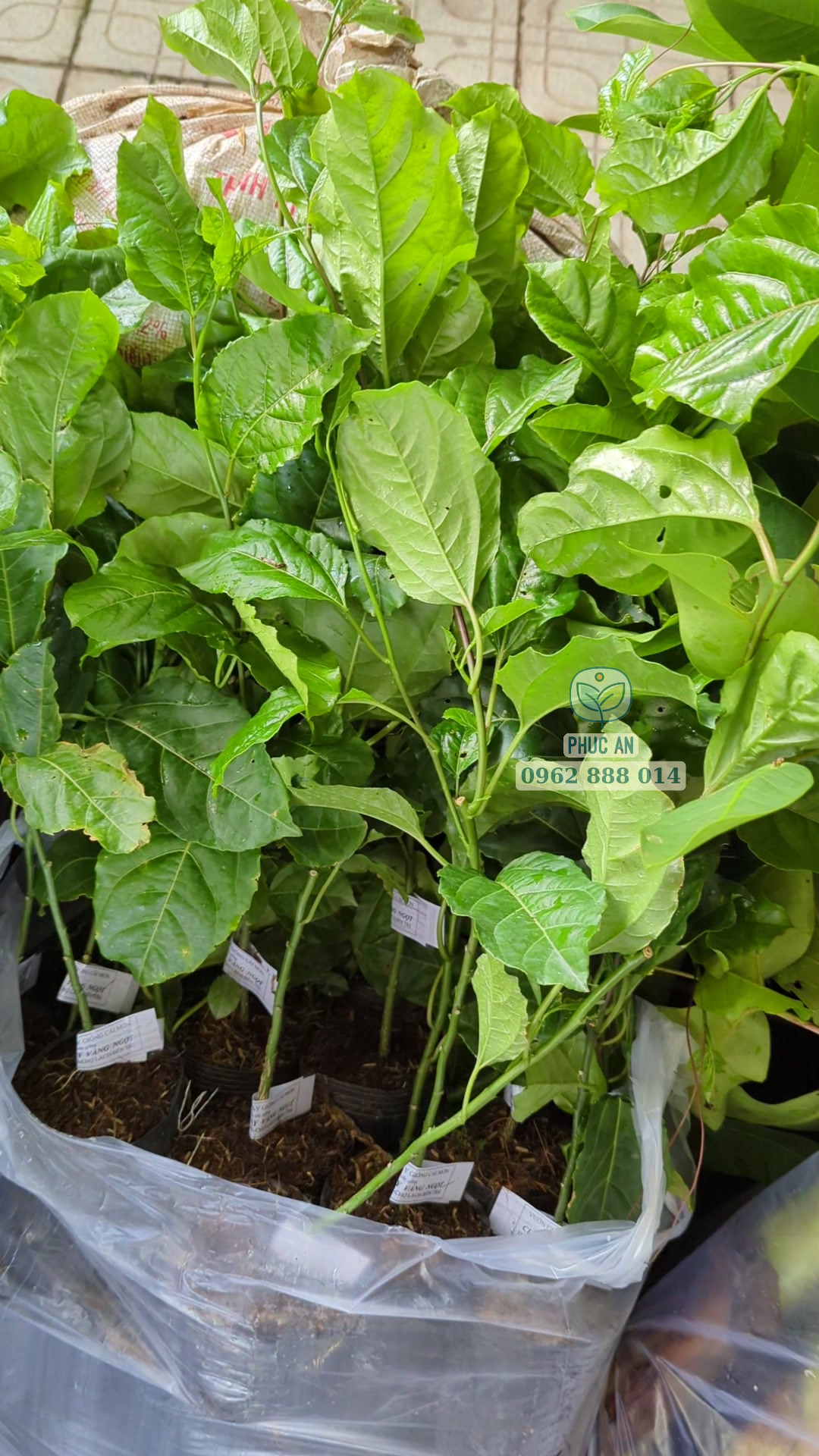 Lô cây chanh vàng ngọt Phúc An giao khách