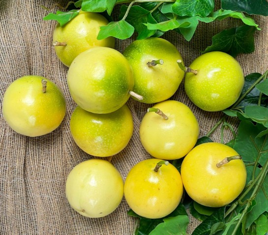Trái chanh dây vàng ngọt vàng óng ả, kích thước to hơn chanh dây vàng chua