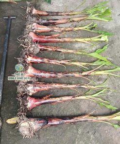 Cây giống chuối cau mẫn