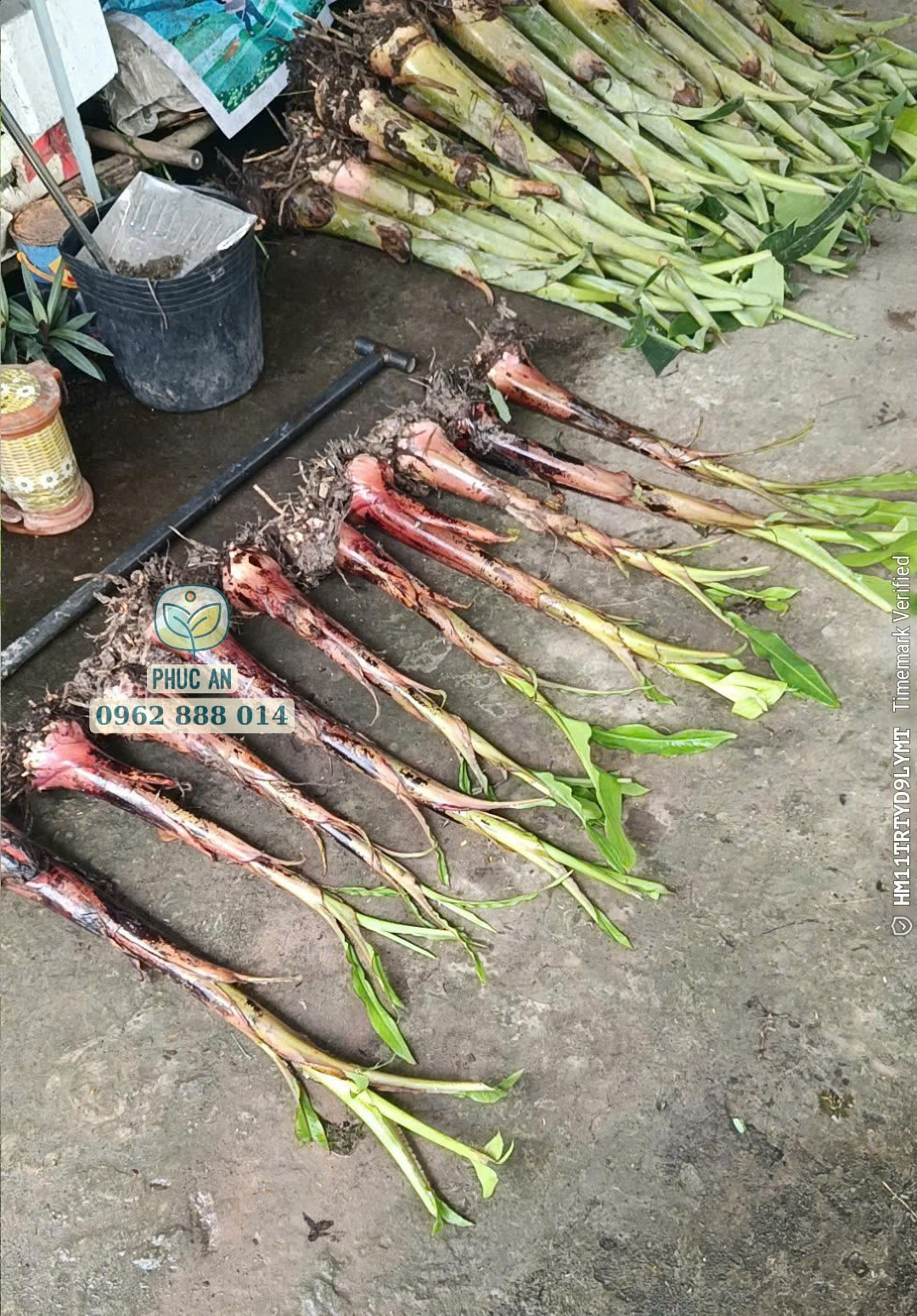 Cây giống chuối cau mẫn 29 Bầu rễ cây giống chuối cau mẵn khỏe mạnh Phúc An