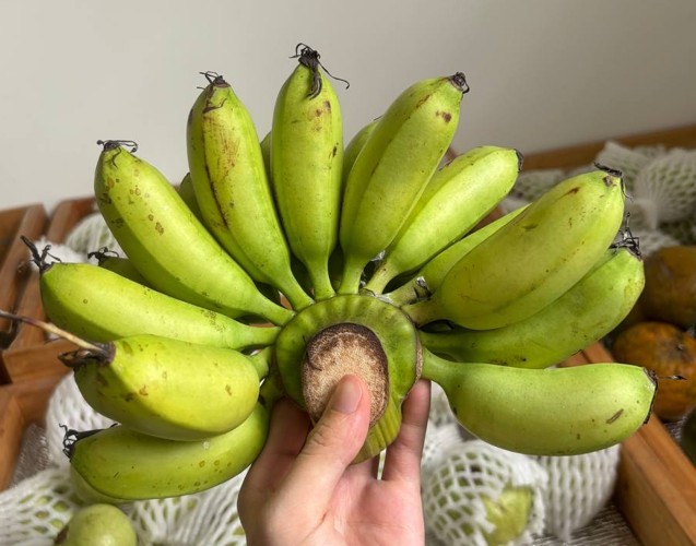 Cây giống chuối cau mẫn 26 Nải chuối cau mẫn