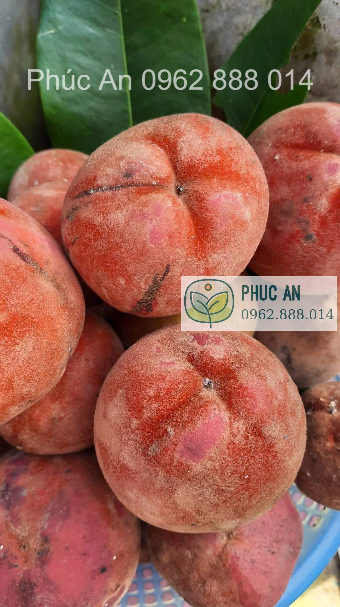 Cận cảnh trái Đào Hồng Nhung vỏ mịn như nhung chín mọng Phúc An