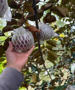 Cây giống vú sữa mica không mủ