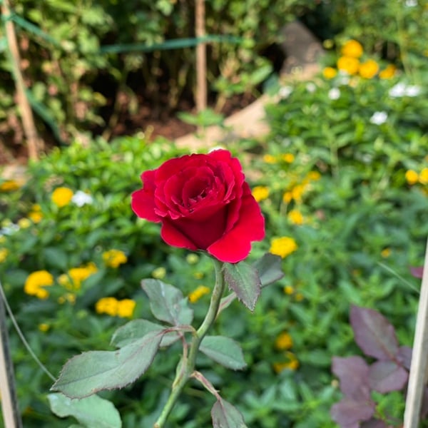 HOA HỒNG LEO ĐỎ