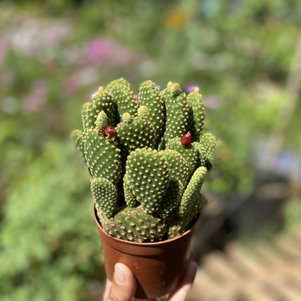 XƯƠNG RỒNG
