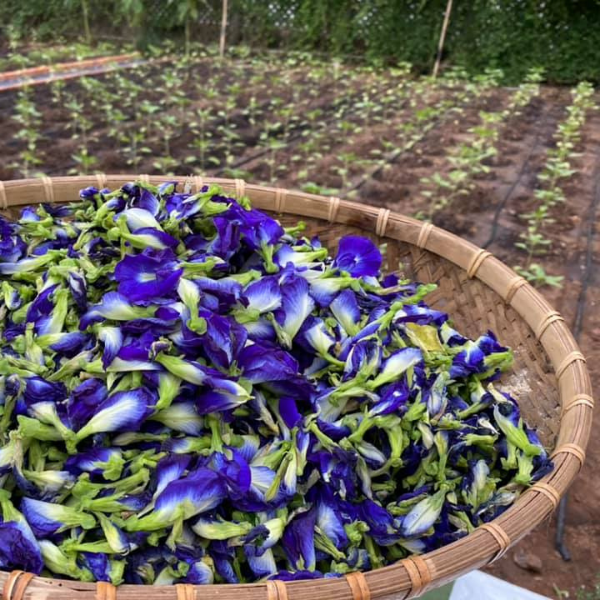 HOA ĐẬU BIẾT
