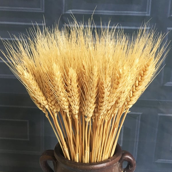 BÔNG LÚA MẠCH