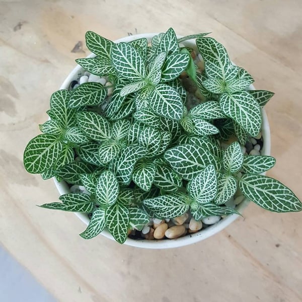FLOTINA - LÁ MAY MẮN