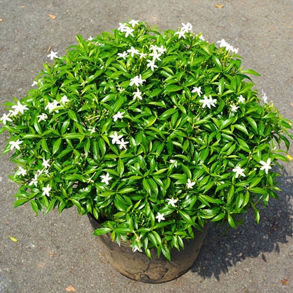 MAI VẠN PHÚC