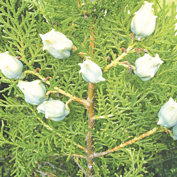 TRẮC BÁCH DIỆP