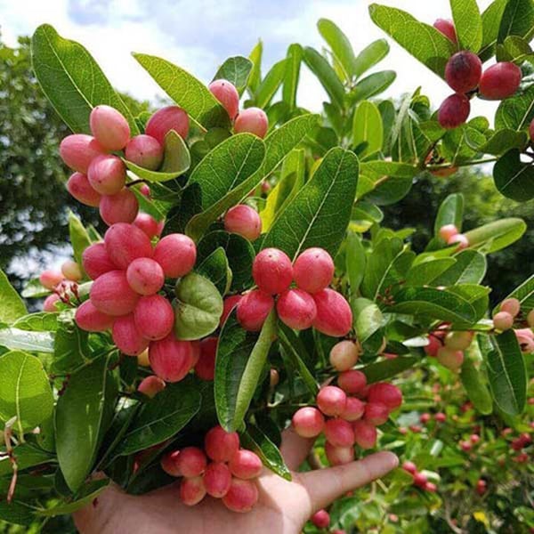 CÂY SIRO GIỐNG