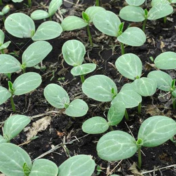 CÂY GIỐNG DƯA HẤU