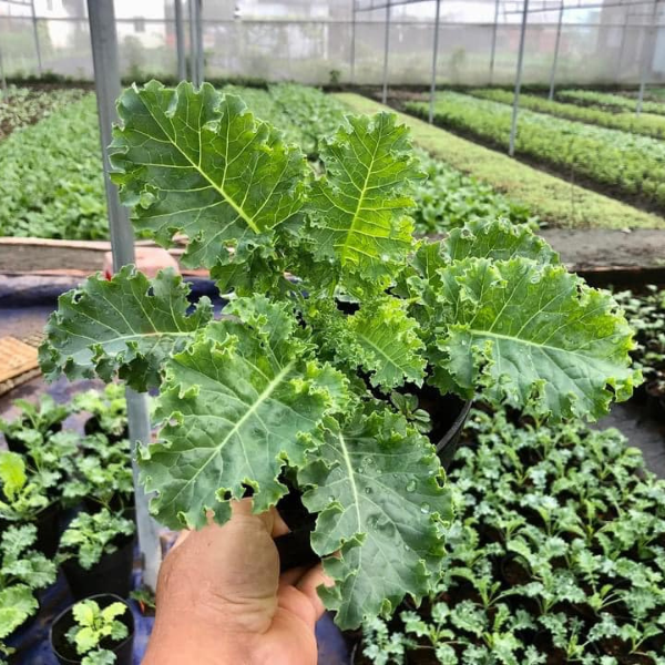 CÂY GIỐNG KALE HỮU CƠ