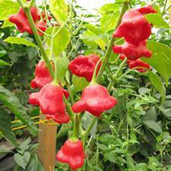 ỚT HOA HỒNG