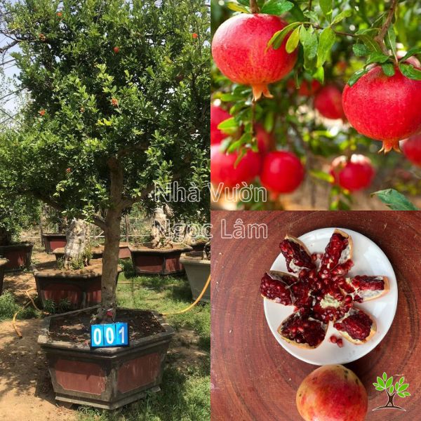 Cây lựu đỏ cổ thụ