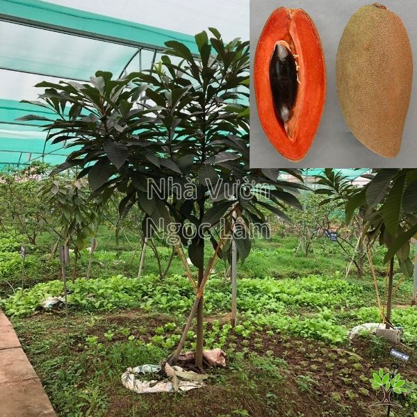 Hồng xiêm ruột đỏ