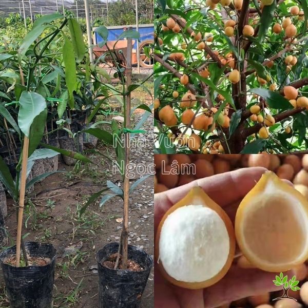 Cây măng cụt vàng