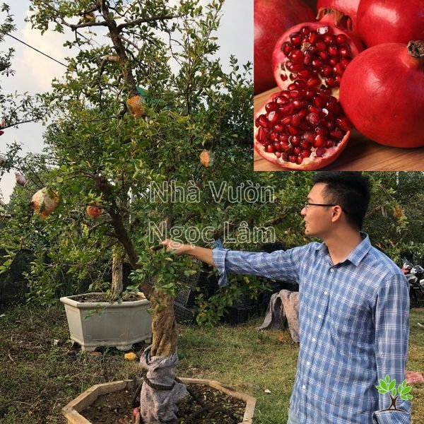 Lựu Ấn Độ