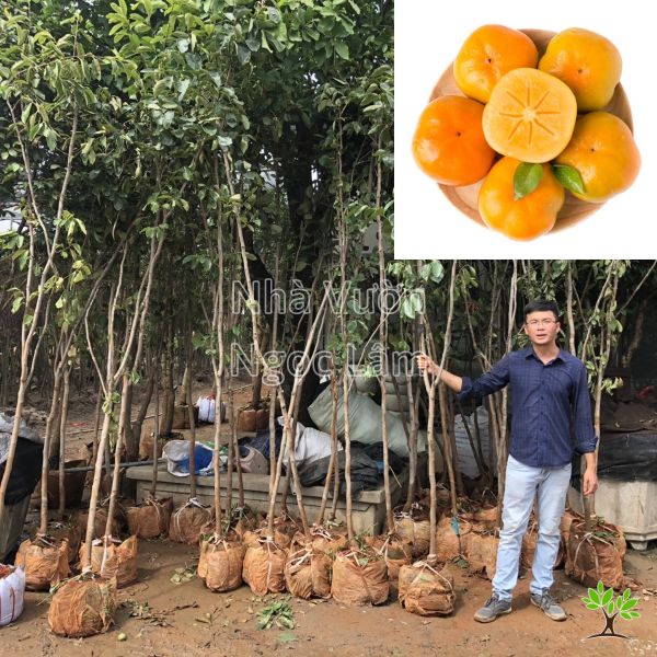 Cây Hồng Giòn