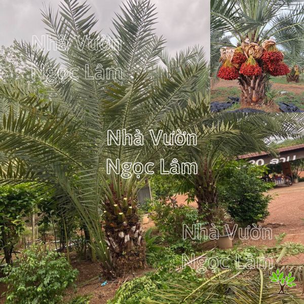 Chà Là Đỏ Kheneri