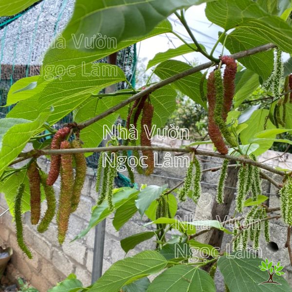 Cây Dâu Quả Dài Đài Loan