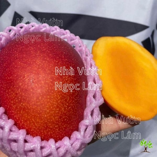Cây Xoài Đỏ Mặt Trời