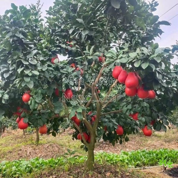 Cây bưởi đỏ Thái Lan
