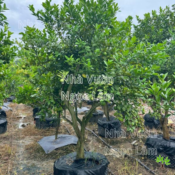 cây chanh tứ quý trưởng thành