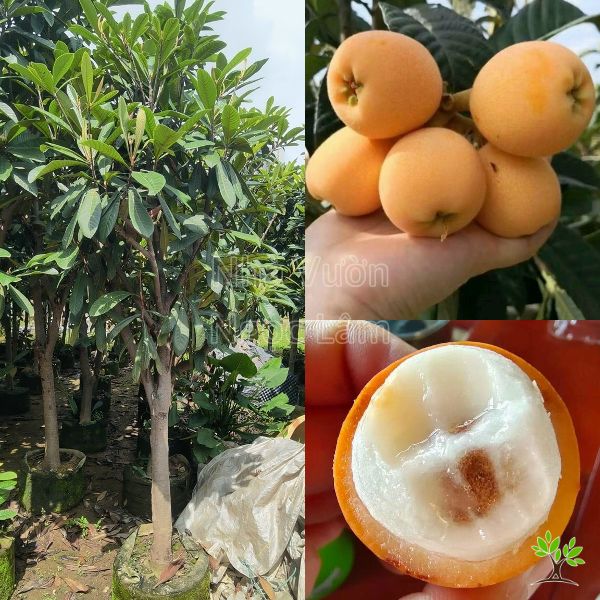 Biwa Nhót Nhật