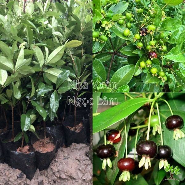 Cây Cherry Brazil