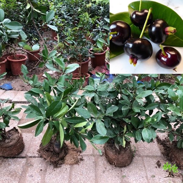 Cây Cherry