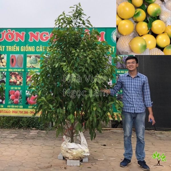 Cây Vú Sữa Hoàng Kim