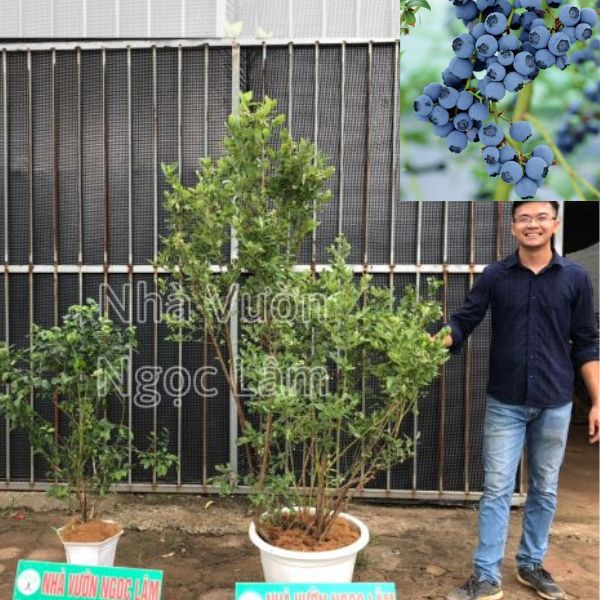 Cây Việt Quất