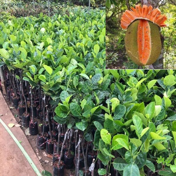 Mít Ruột Đỏ