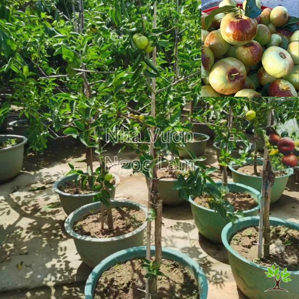 Cây táo tàu – hồng táo Panzao