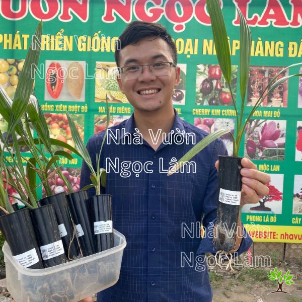 Cây Chà Là Barhee