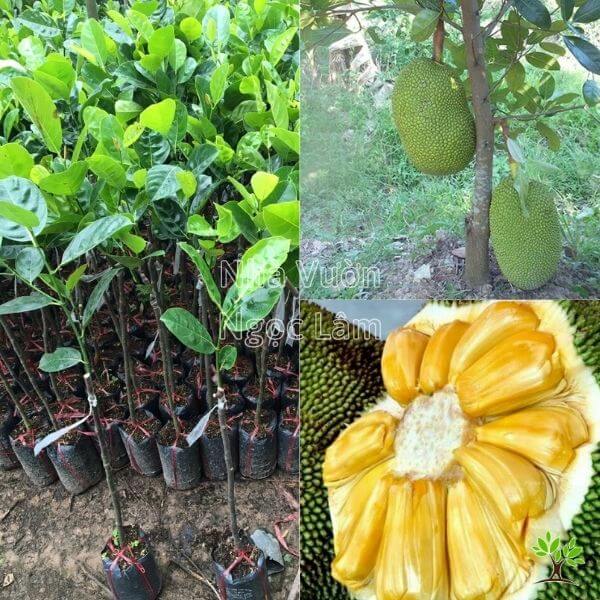 Mít Thái Siêu Sớm