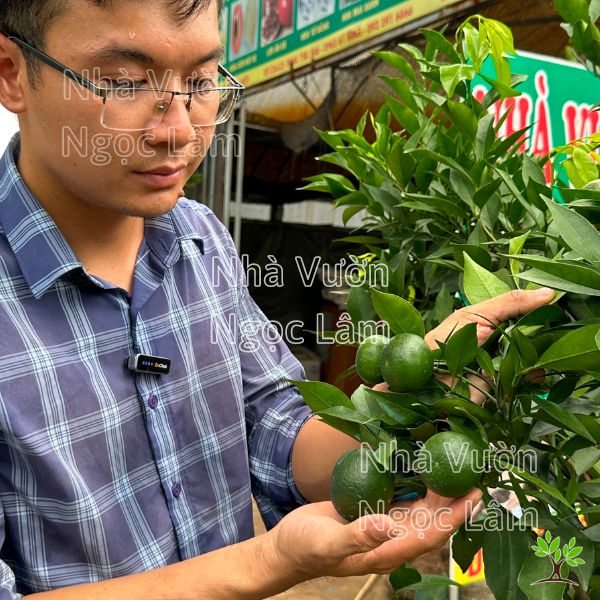 Cây Cam Đường