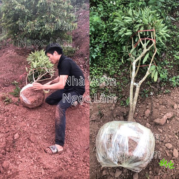 Cây vải thiều