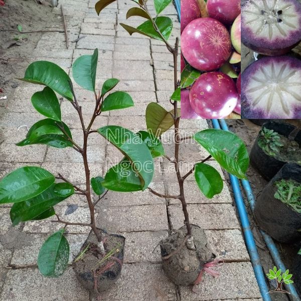 Cây vú sữa Mica