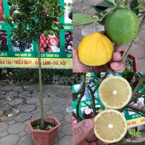 Cây  Chanh Vàng Mỹ